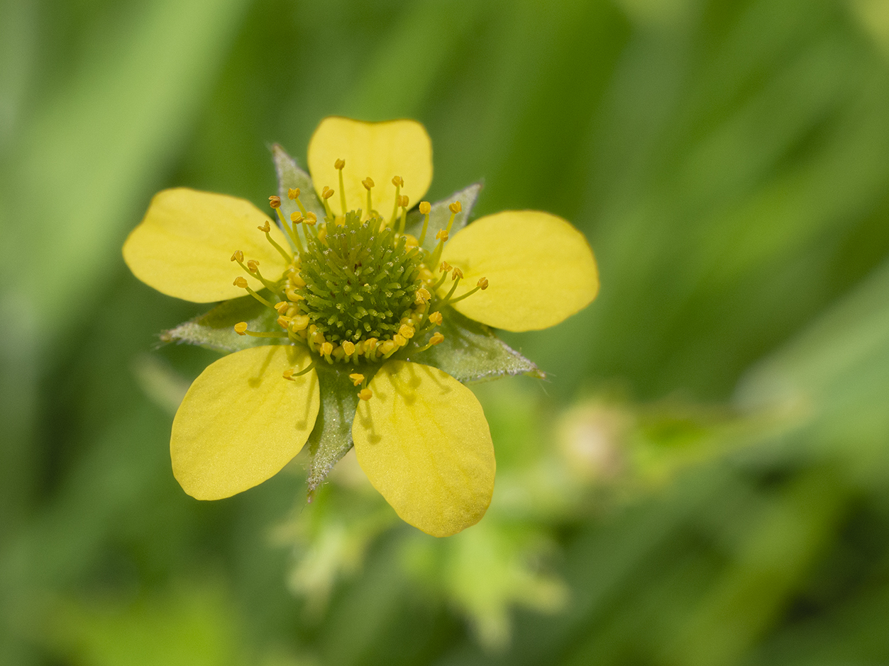 IMAGES\Geel nagelkruid (geum urbanum)\P1280299_sm.jpg